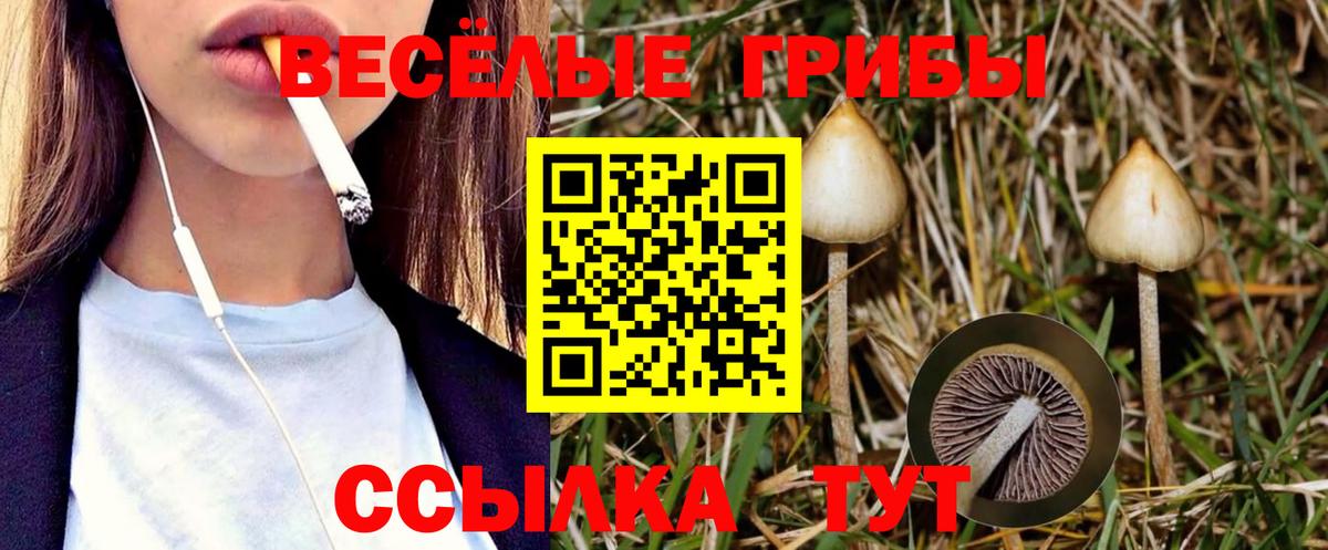 Иваново  Псилоцибиновые грибы Cubensis  Вход с VPN 